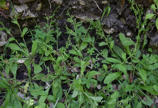 Rischio estinzione per 60 specie vegetali della Sardegna